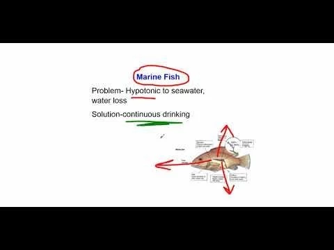 Comparative Osmoregulation