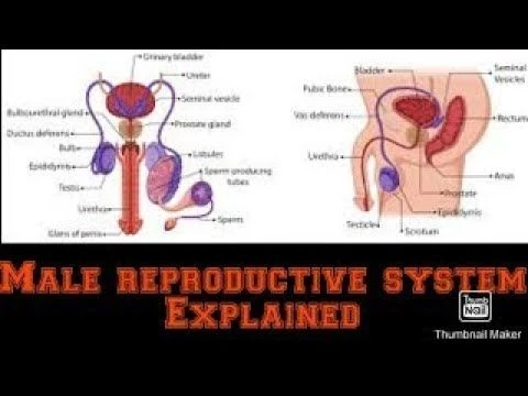 Anatomy of Male Reproductive system | Easy to Understand