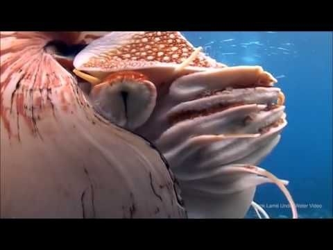 Brad Jordan ANM103 Comparative Physiology