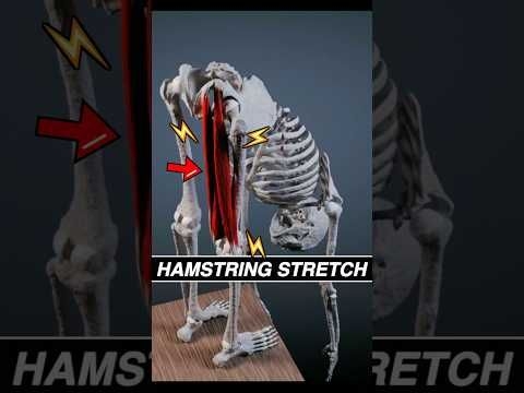 This is what your HAMSTRINGS look like when you stretch! #anatomy #3d #stretching #muscle #medical