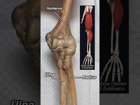 COOLEST Joint in the Human Body?? #anatomy #medicalstudent