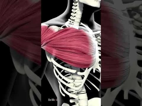 What Happens to Your Body When You Use Creatine