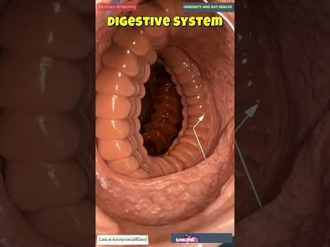 Human Digestive System Animation | Human Anatomy | Immunity and Gut Health | 14