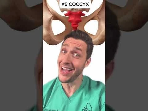 The 5 Best Bones In Your Body