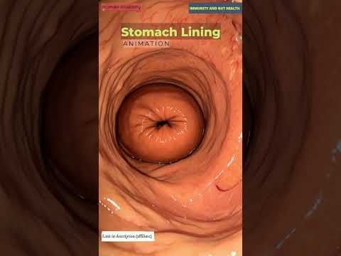 Stomach Internal View Animation | Digestive System | Human Anatomy | Immunity and Gut Health | 04