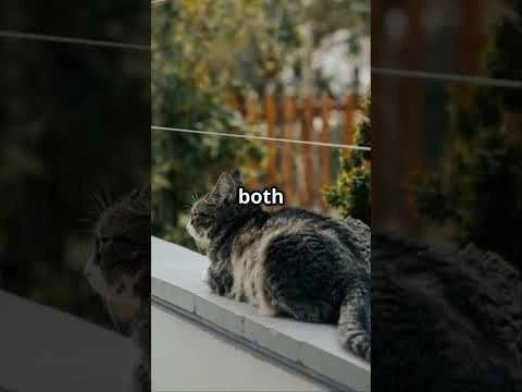 Quick Bites of Knowledge  - Funky Science