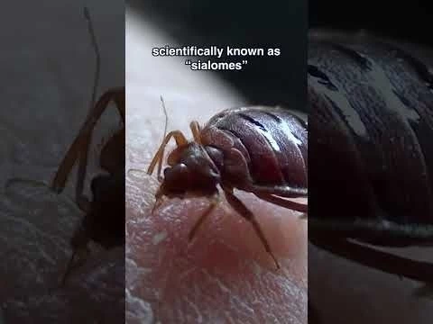 Fun Fact About Bed Bug Bites!