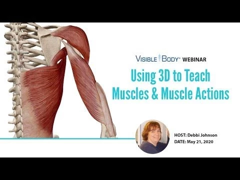 Visible Body Webinars | Using 3D to Teach Muscles  Muscle Actions