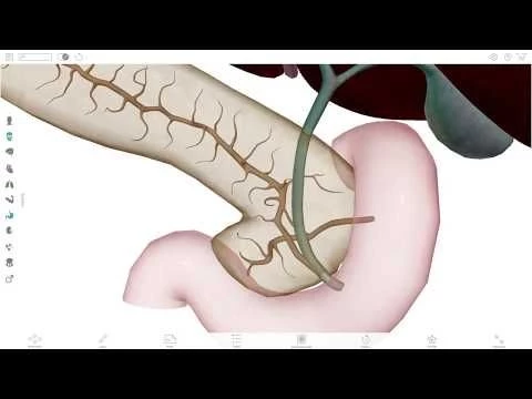 Visible Body Webinar | Digesting the Digestive System with Bert Oppenheim