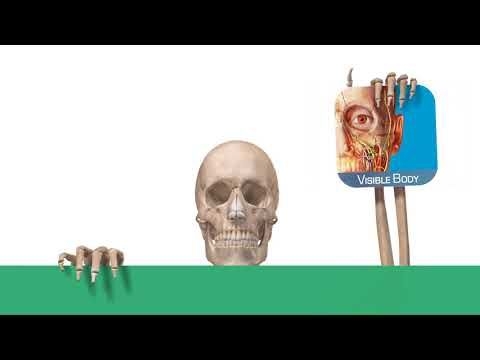 LMS Integration with Visible Body