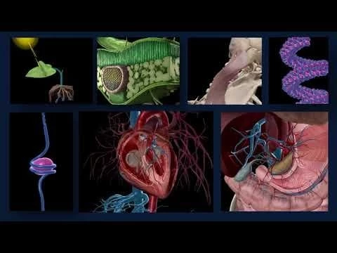 Visible Body Courseware | Visual bite-sized learning for life science courses