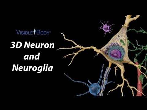 Human Anatomy Atlas 2023＋ | New 3D Neuron Microanatomy Model