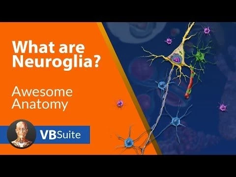 Visible Body Suite | What Are Neuroglia?