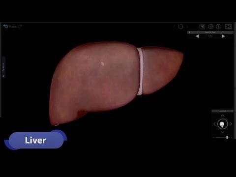 Visible Body | 3D Virtual Tour of the Liver