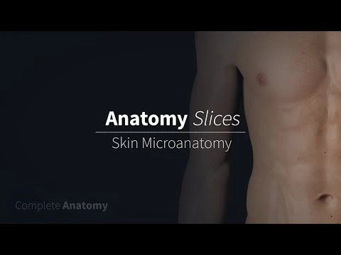 Skin Microanatomy | Anatomy Slices