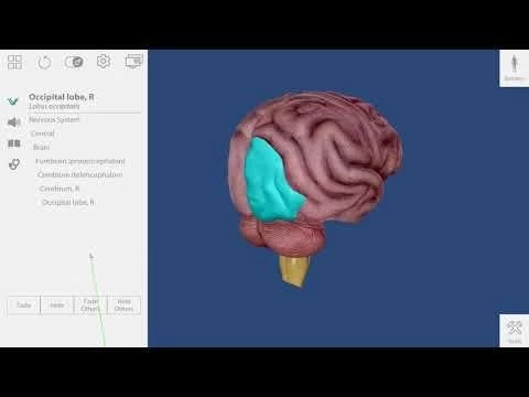 Tips and tricks for building a view | Human Anatomy Atlas for zSpace