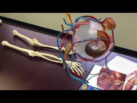 [PROMO] Human Anatomy Atlas 2018 for Android | Visible Body