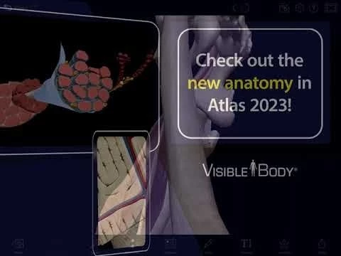 Human Anatomy Atlas 2023 | A complete 3D reference!