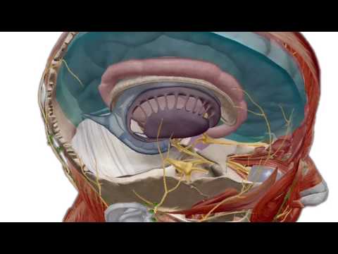 [PROMO] Human Anatomy Atlas 2018 Edition | Visible Body