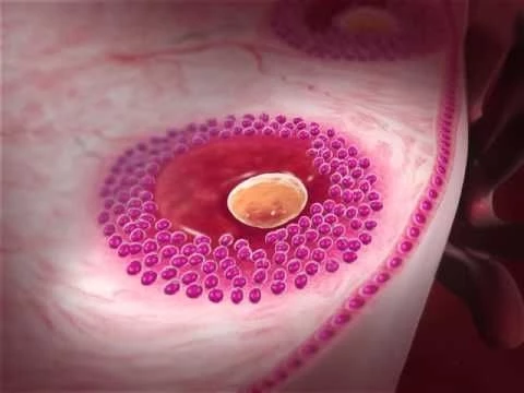 Oogenesis: Learn@Visible Body