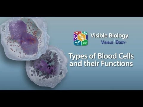Visible Biology Bites | Types of Blood Cells