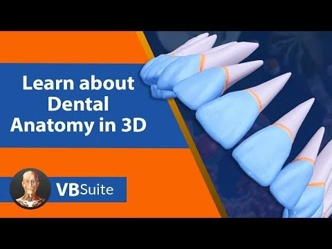 Learn about Dental Anatomy in 3D with Visible Body Suite