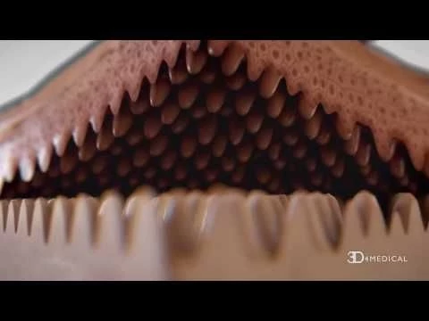 3D Micro Anatomy in Complete Anatomy