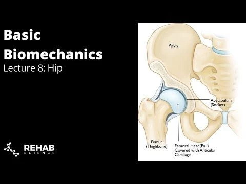 Biomechanics Lecture 8: Hip