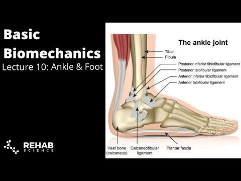 Biomechanics Lecture 10: Ankle  Foot