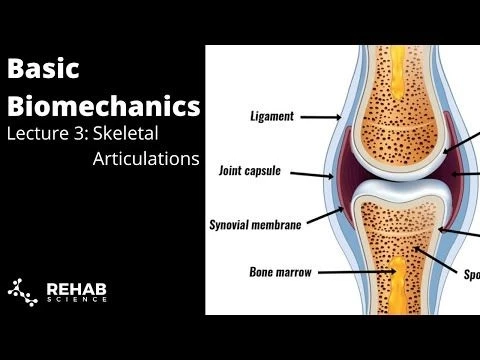 Biomechanics Lecture 3: Skeletal Articulations
