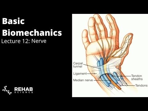 Biomechanics Lecture 12: Peripheral Nerves