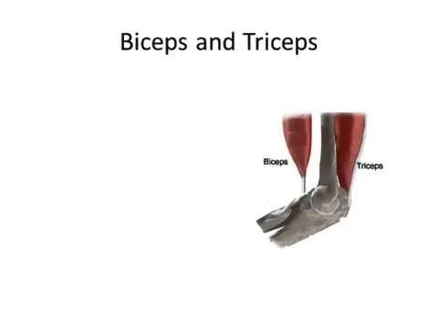 Biomechanics Lecture: principles of biomechanics