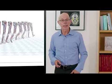 Biomechanics of Movement | Lecture 11.1: Why Create Muscle-Driven Simulations of Walking?