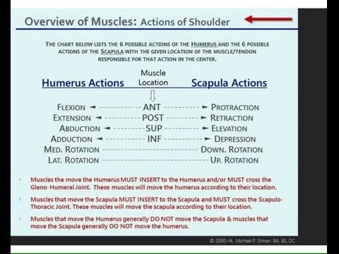 LECTURE:  Skeletal Muscle Biomechanics Introduction for AP