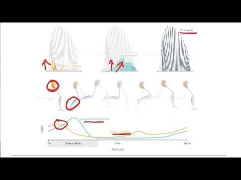 Biomechanics of Movement | Lecture 12.2: Creating Muscle-Driven Simulations of Running