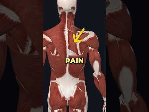 Pain between Shoulder Blades? Do this! #shoulder #fixshoulderpain