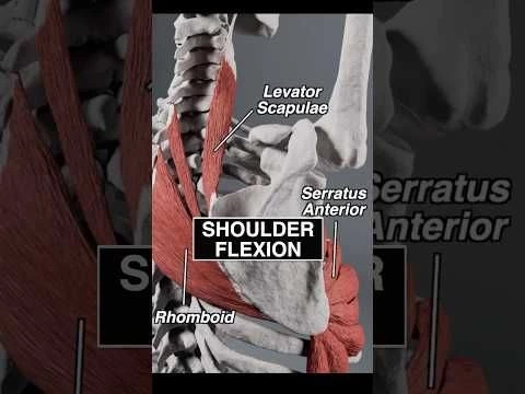 Your SCAPULA glides along the RIB-CAGE when you raise the ARM! #anatomy #shoulder #3d #medical