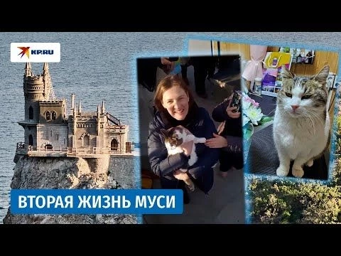 Невероятная судьба кошки Муси, которую выкинули из «Ласточкиного гнезда»