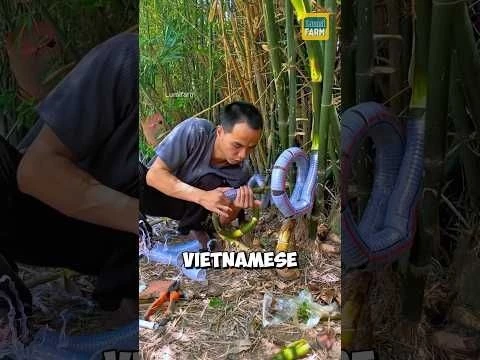 Why do Vietnamese people bend the base of bamboo plants? #bamboo #shorts