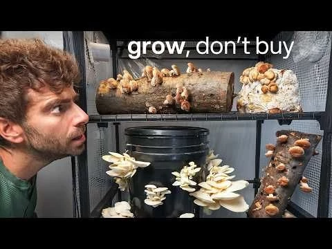 I#39;m never buying Mushrooms again (here#39;s why)