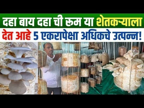 मशरूम शेती कशी करावी | Mushroom Sheti in Marathi | Mushroom farming in Maharashtra