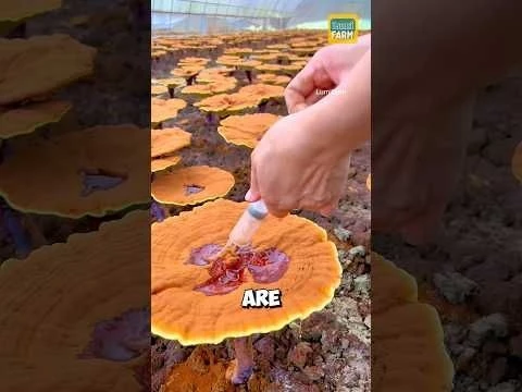 How do Chinese people cultivate reishi mushrooms? #reishimushroom #shorts