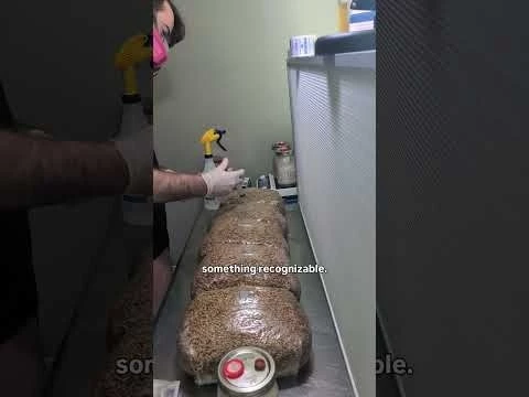 Day 106 of building a mushroom farm. Thank you @RedwoodMushroomSupply for the cultures!