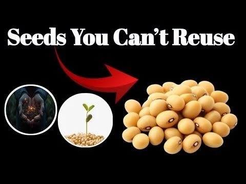 Exposing Why Farmers Can#39;t Legally Replant Their Own Seeds