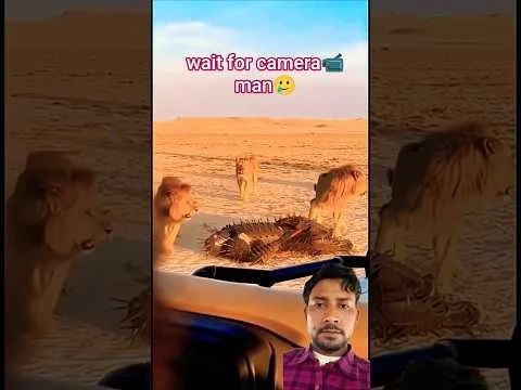 #lion #shortsfeed #viralvideo #shorts #krimiakten @KrimiAkten