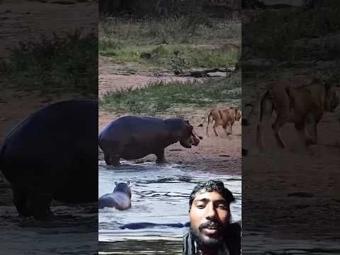 Hippo Charges at Lion #animals #wildanimals #shortsfeed #youtubeshorts #ytshorts #shorts #viralshort