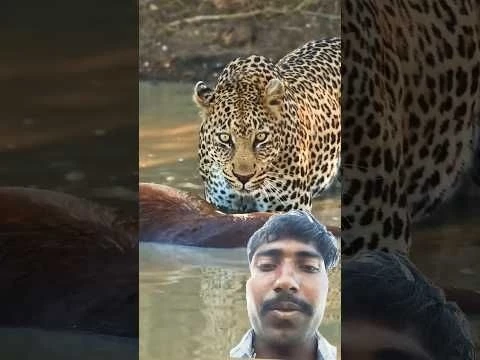 Leopard Finds Drowned Impala Floating in Muddy Water #wildlife #animals #cheetah #shortsfeed