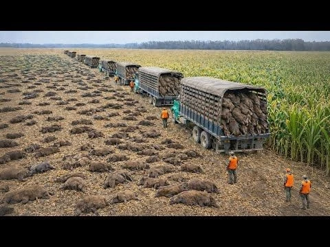 How Texas Dealt With 2 Million Feral Hogs That Made People Unable To Mock Them