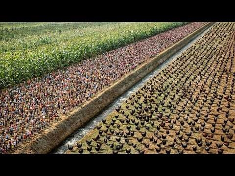 How China Processes Millions of Rare Black Chickens That Amazed the United States