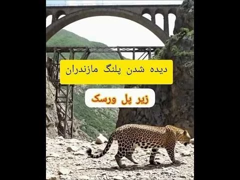 دیده شدن پلنگ مازندران در زیر پل ورسک